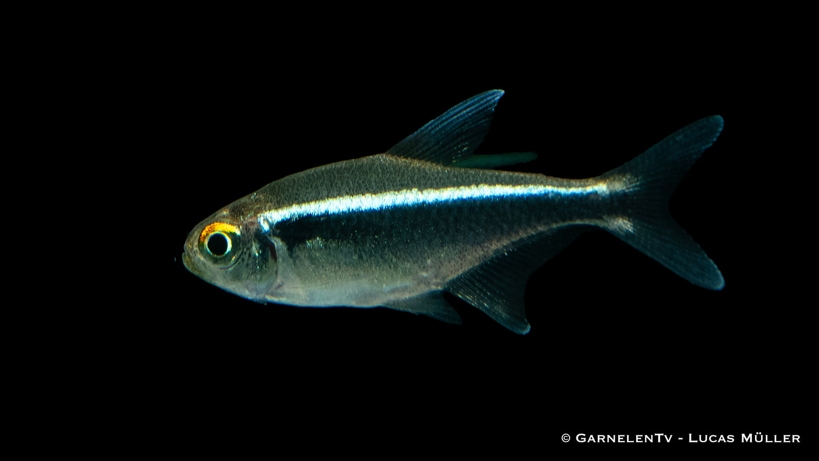 Schwarzer Neon Jumbo Fish Hyphessobrycon herbertaxelrodi