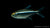 Schwarzer Neon Jumbo Fish Hyphessobrycon herbertaxelrodi