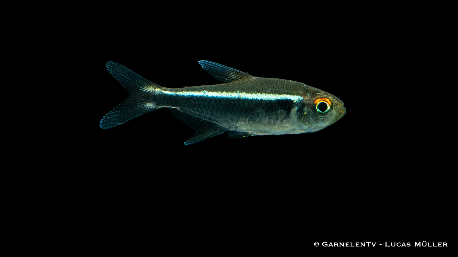 Schwarzer Neon Hyphessobrycon herbertaxelrodi Swimming