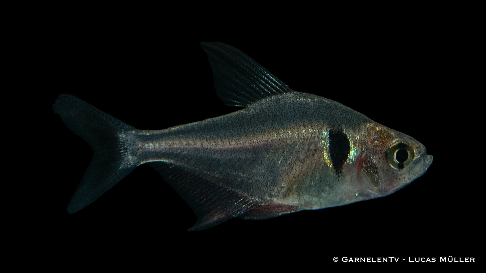 Schwarzer Phantomsalmler - Hyphessobrycon megalopterus