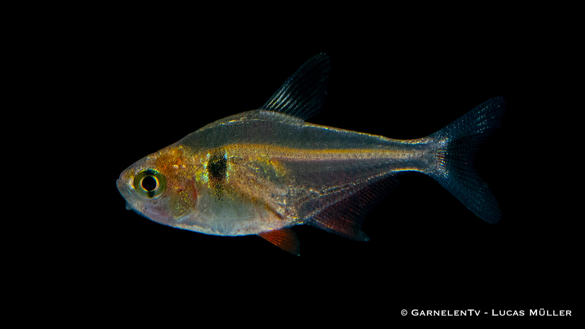 Hyphessobrycon megalopterus Tropical Fish