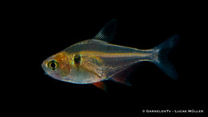 Hyphessobrycon megalopterus Tropical Fish