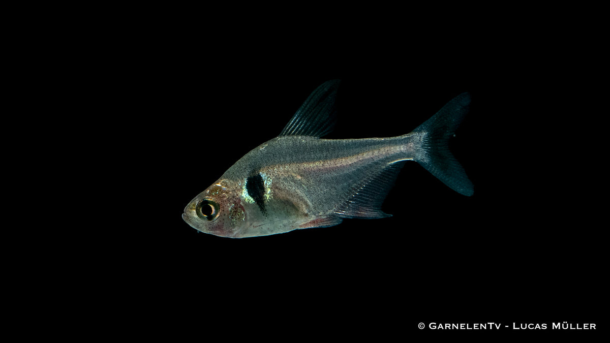 Schwarzer Phantomsalmler Swimming