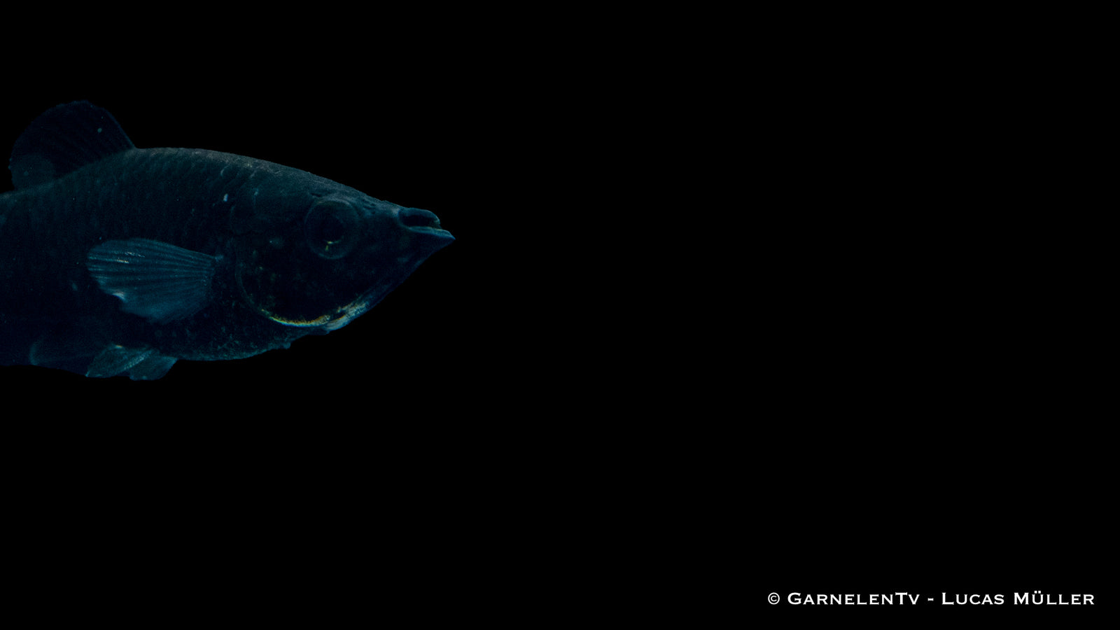 Molly Schwarz Poecilia sphenops im Aquarium