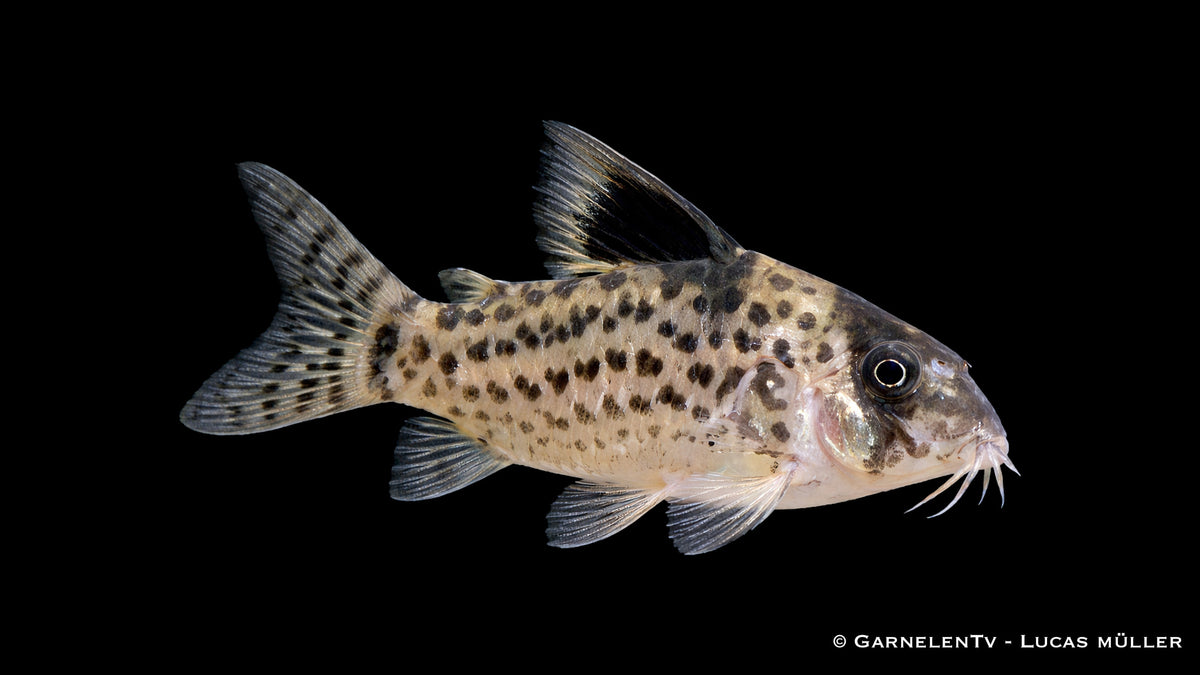 Schwarzflossen Panzerwels Hoplisoma leucomelas mit dunklen Flossen und hellem Körper im Aquarium