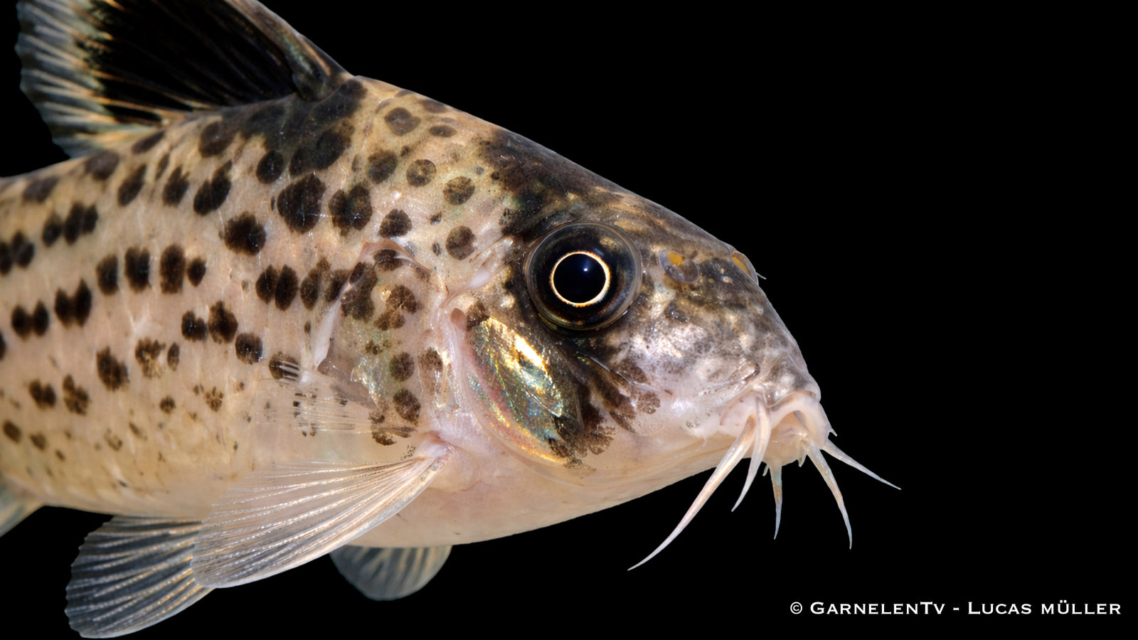 Schwarzflossen Panzerwels Hoplisoma leucomelas mit dunklen Flossen und hellem Körper im Aquarium