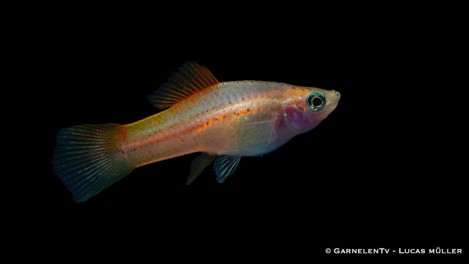 Schwertträger Ananas mit gelb orangefarbener Körperfärbung und schwarzem Schwanzschwert im Aquarium