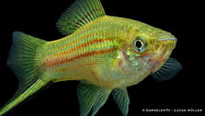 Xiphophorus helleri Wildform mit grün metallisch schimmerndem Körper

