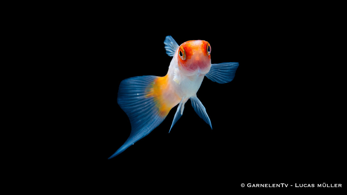 Koi Kohaku Schwertträger im Aquarium mit kontrastreicher Zeichnung und natürlicher Farbwirkun