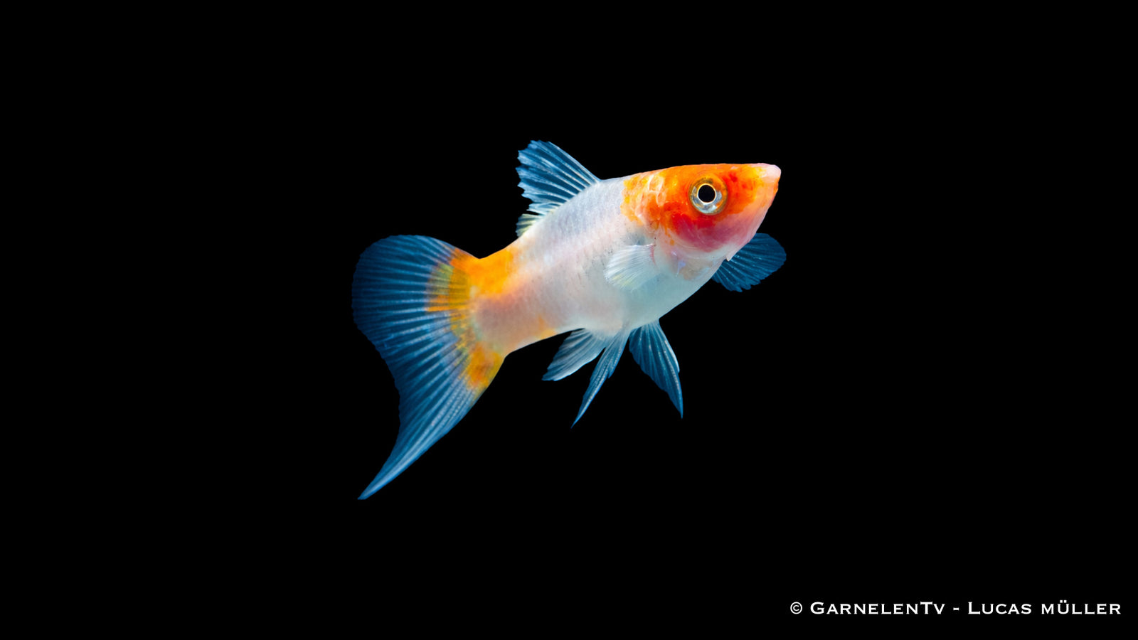 Xiphophorus helleri Koi Kohaku mit intensiver Farbverteilung und sauberem Muster Nahaufnahme
