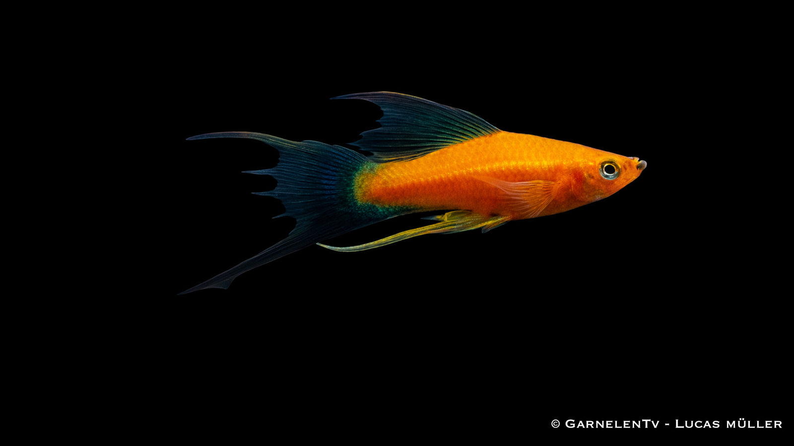 Schwertträger Lyra Xiphophorus helleri mit eleganten, verlängerten Flossen im Aquarium Detailaufnahme