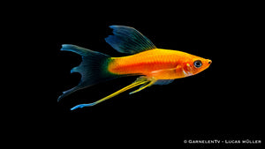Xiphophorus helleri Lyra im Aquarium mit ausladenden Flossen und intensiver Färbung hochwertige Aufnahme