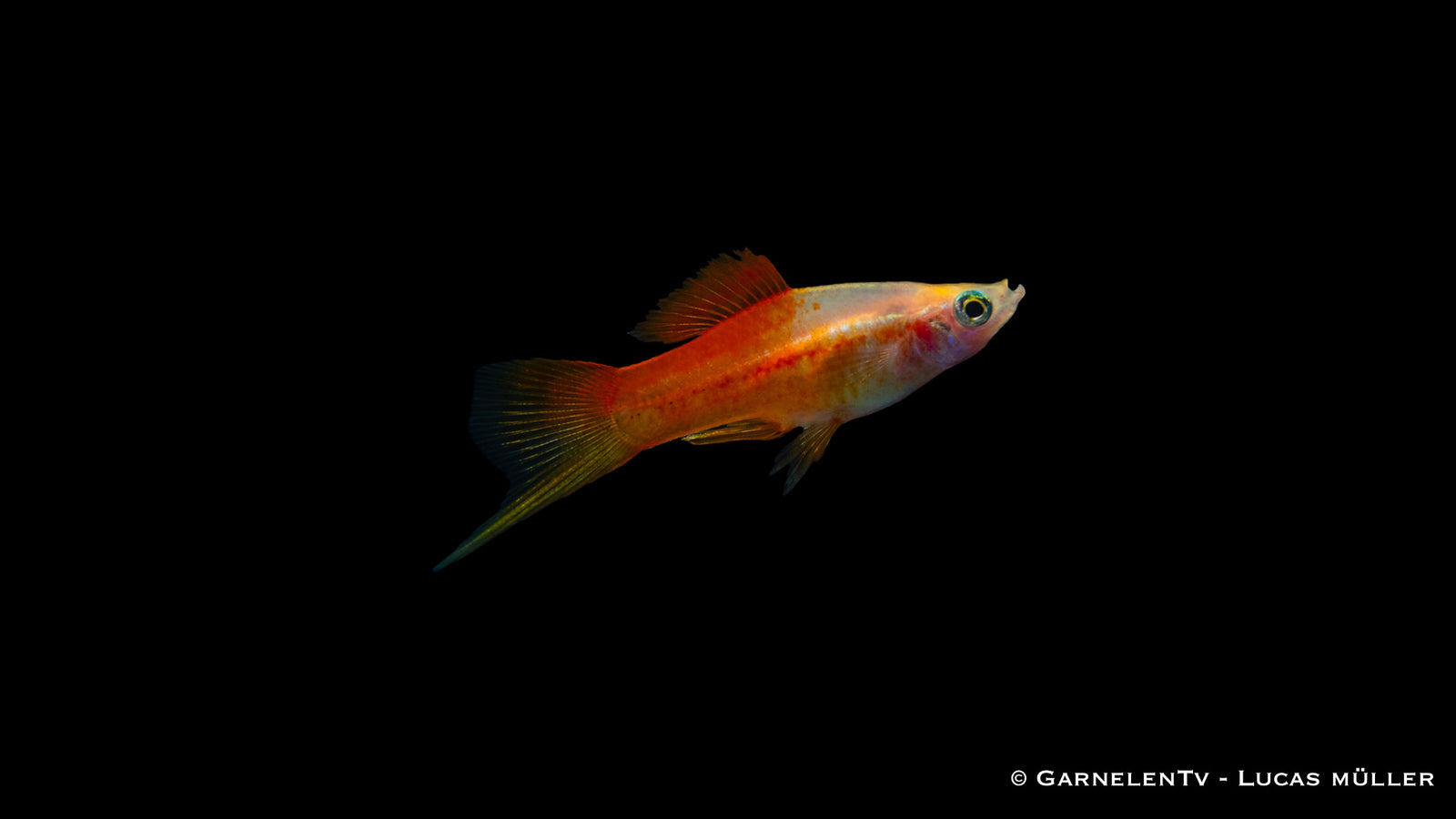 Schwertträger Ananas mit gelb orangefarbener Körperfärbung und schwarzem Schwanzschwert im Aquarium