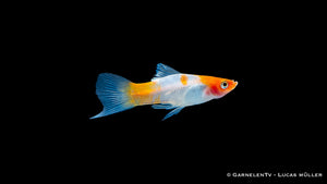 Schwertträger Koi Kohaku mit klarer rot weiß Zeichnung im Aquarium Detailaufnahme