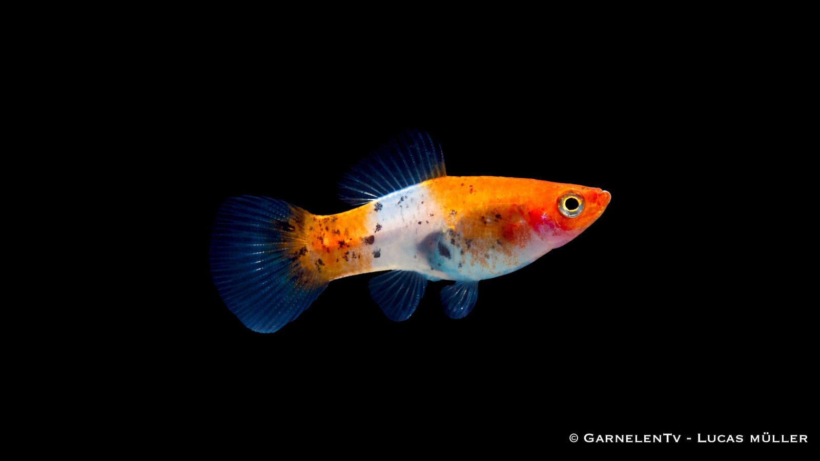 Schwertträger Koi Sanke mit weiß roter Grundfarbe und schwarzen Akzenten im Aquarium