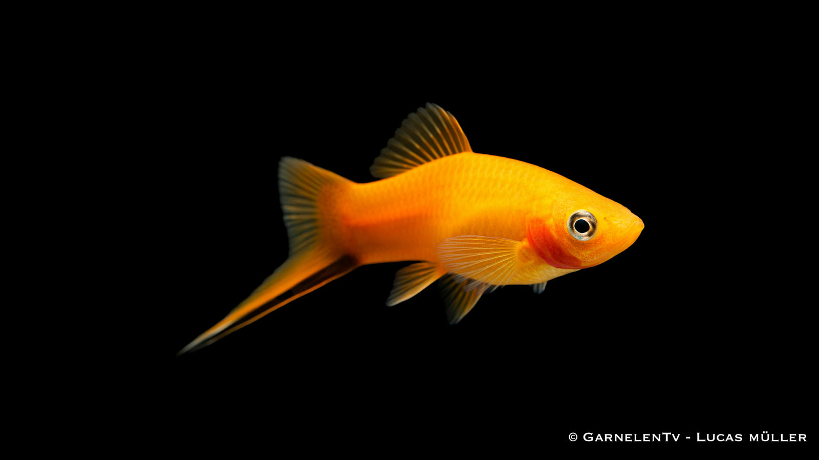 Schwertträger "Marygold" - Xiphophorus helleri