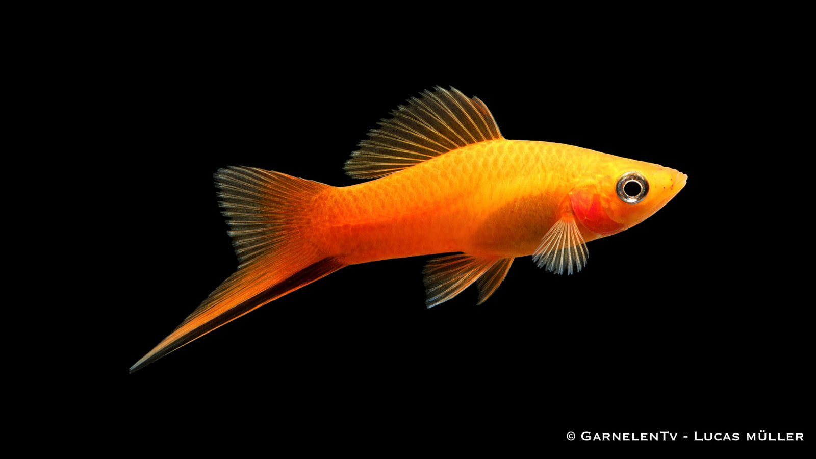 Schwertträger "Marygold" - Xiphophorus helleri