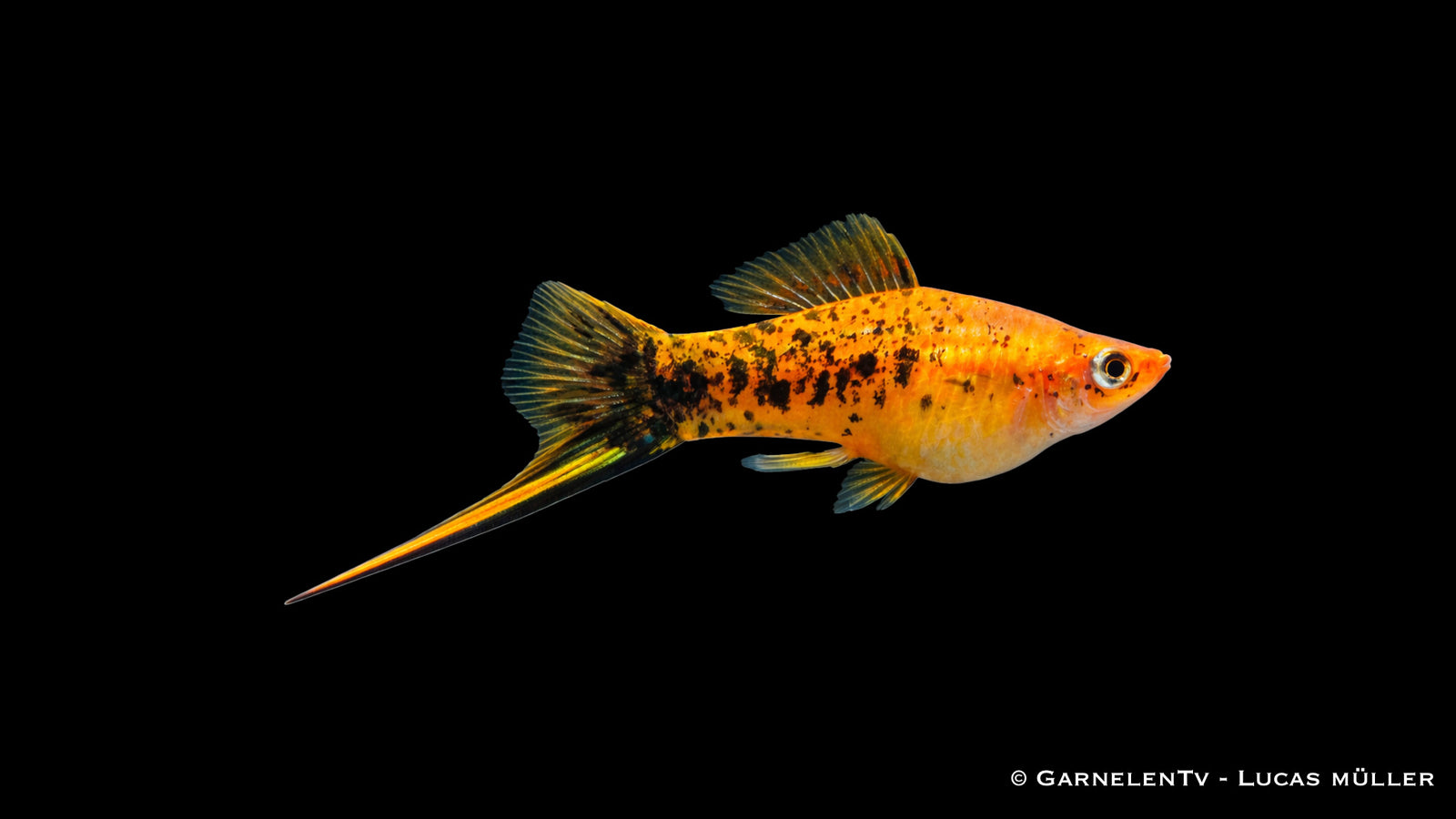 Schwertträger Berliner mit kräftiger roter Färbung und dunklen Flossen im Aquarium
