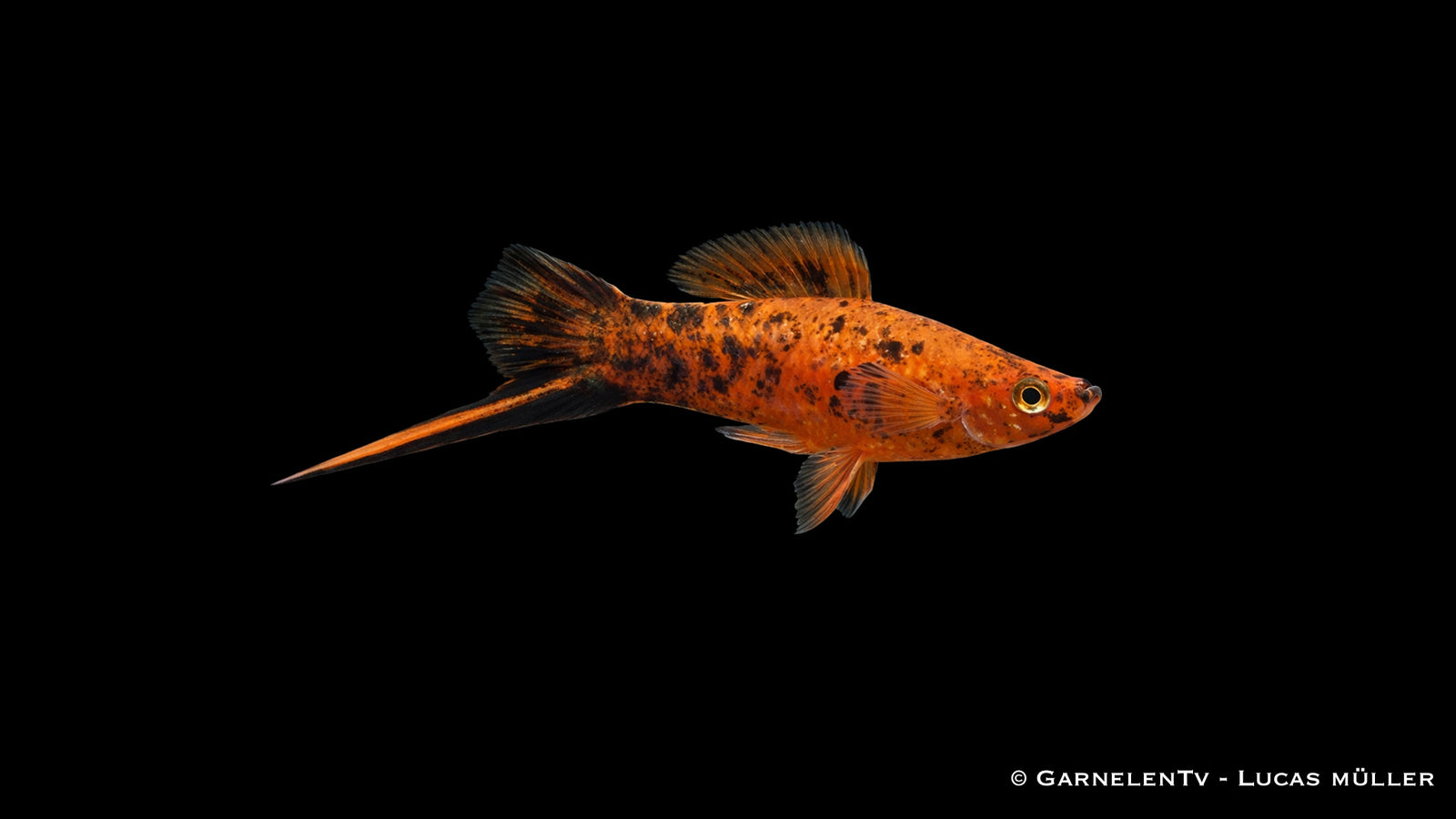 Schwertträger Berliner mit kräftiger roter Färbung und dunklen Flossen im Aquarium