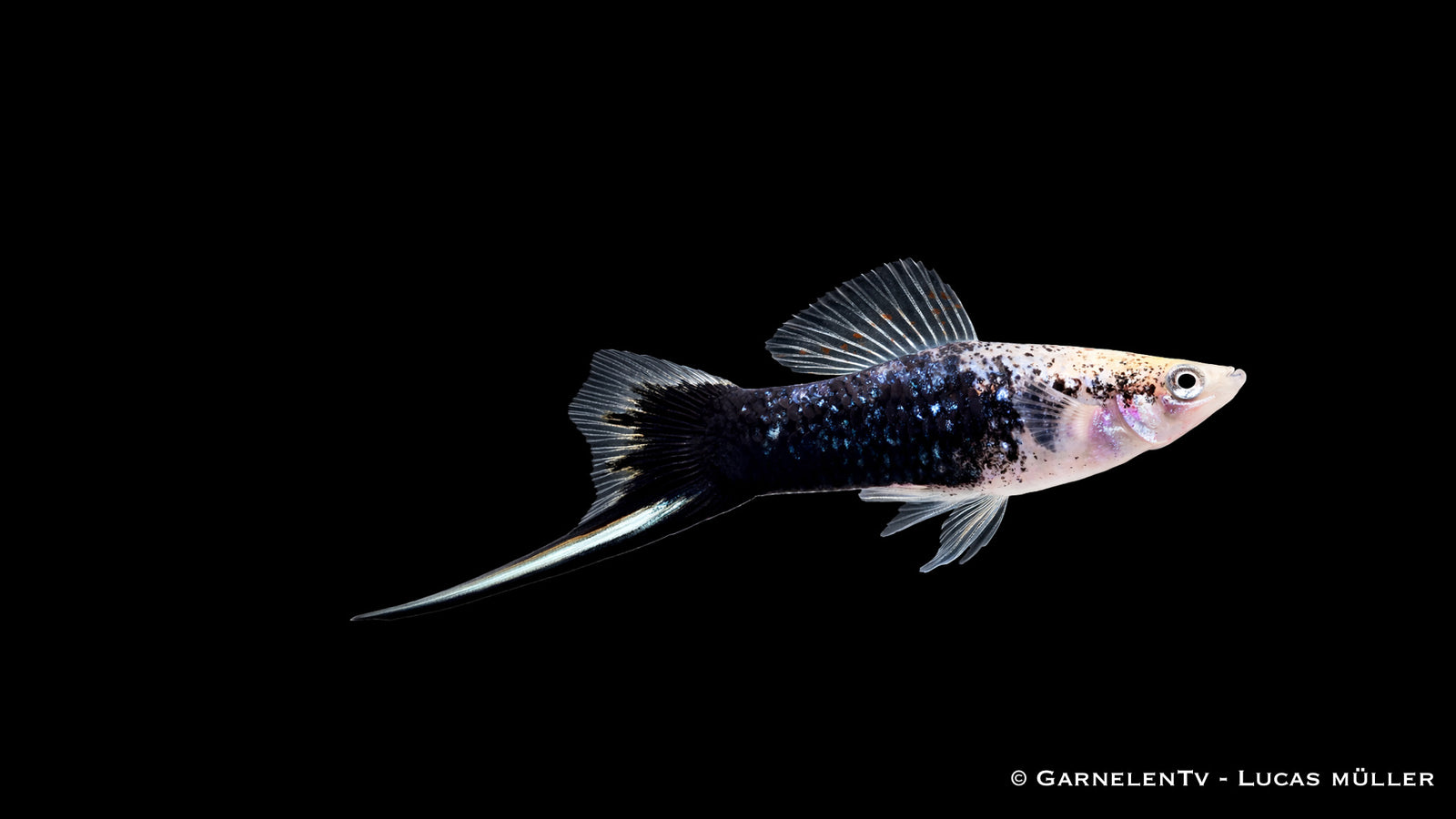 Gold Tuxedo Schwertträger im Aquarium mit leuchtender Farbe und markanter Zeichnung