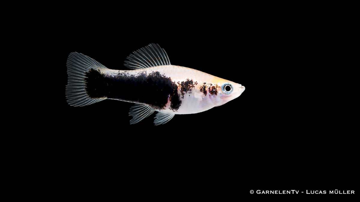 Xiphophorus helleri Gold Tuxedo Detailaufnahme mit klarer Zweifarbigkeit und Kontrast