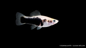 Xiphophorus helleri Gold Tuxedo Detailaufnahme mit klarer Zweifarbigkeit und Kontrast