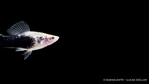 Gold Tuxedo Schwertträger im Aquarium mit leuchtender Farbe und markanter Zeichnung