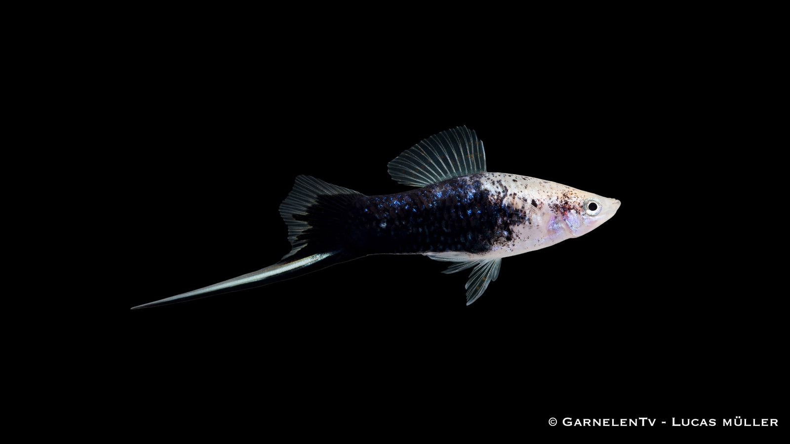 Gold Tuxedo Schwertträger im Aquarium mit leuchtender Farbe und markanter Zeichnung