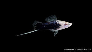 Schwertträger Gold Tuxedo mit goldener Grundfarbe und dunklem Hinterkörper im Aquarium