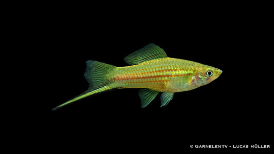 Schwertträger Grün Xiphophorus helleri Männchen mit ausgeprägtem Schwert im Aquarium
