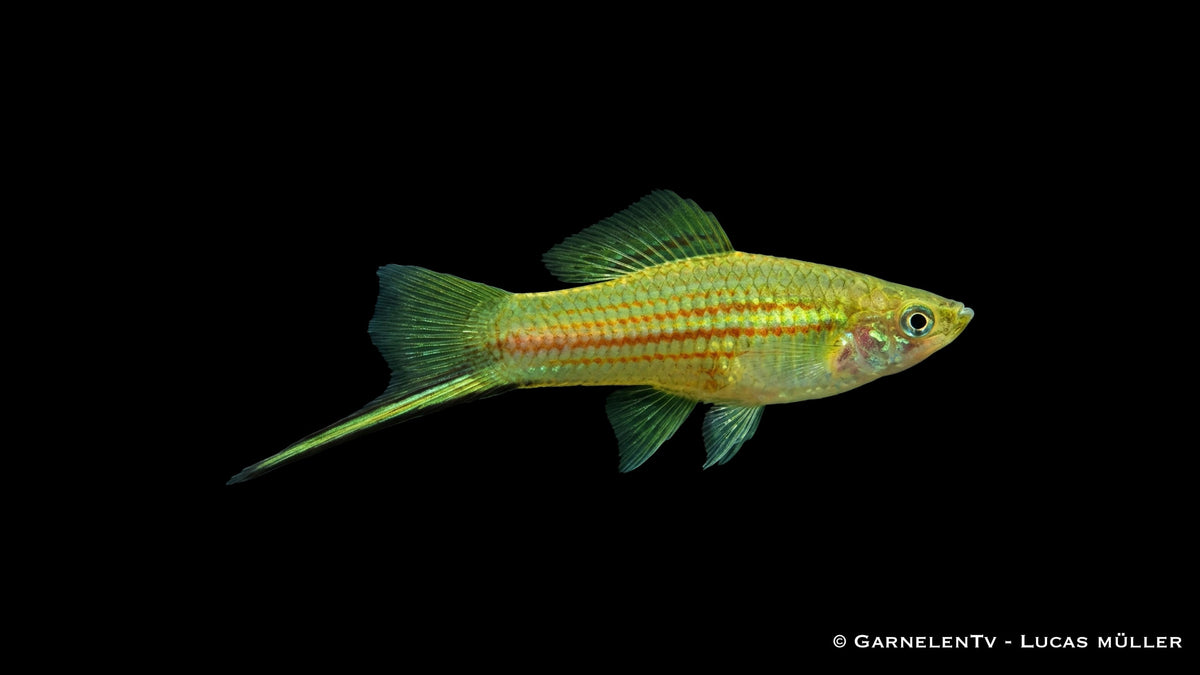 Schwertträger Grün Xiphophorus helleri Männchen mit ausgeprägtem Schwert im Aquarium
