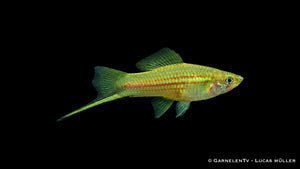Schwertträger Grün Xiphophorus helleri Männchen mit ausgeprägtem Schwert im Aquarium

