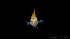 Gruppe von Schwertträgern Atoyak in einem bepflanzten Aquarium