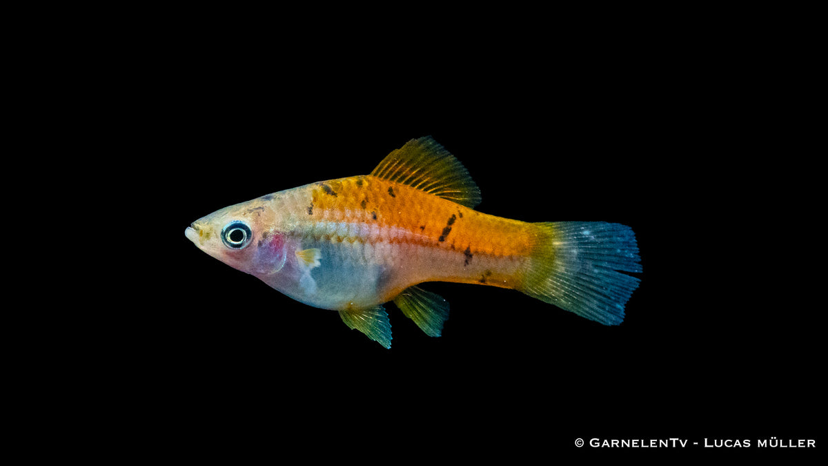 Xiphophorus helleri Atoyak – ideal für tropische Aquarien