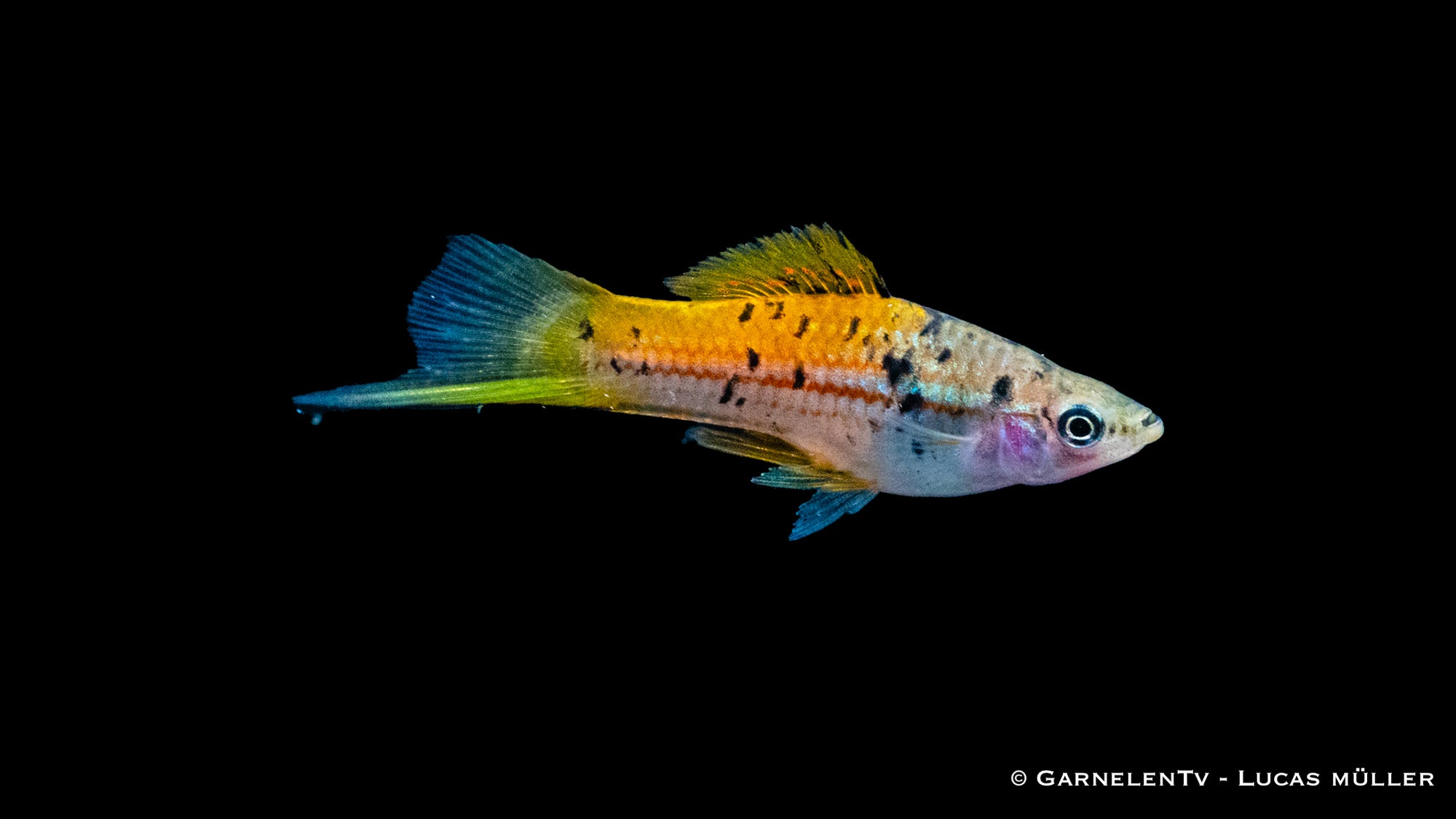 Schwertträger Atoyak (Xiphophorus helleri) im Aquarium
