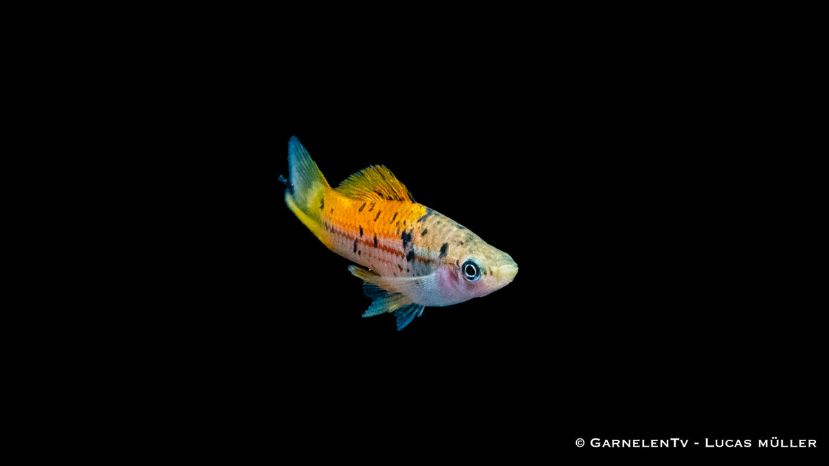 Schwarm von Schwertträgern Atoyak – friedliche Aquarienfische