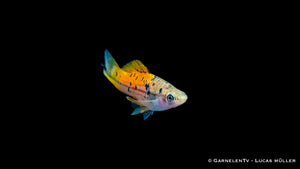 Schwarm von Schwertträgern Atoyak – friedliche Aquarienfische