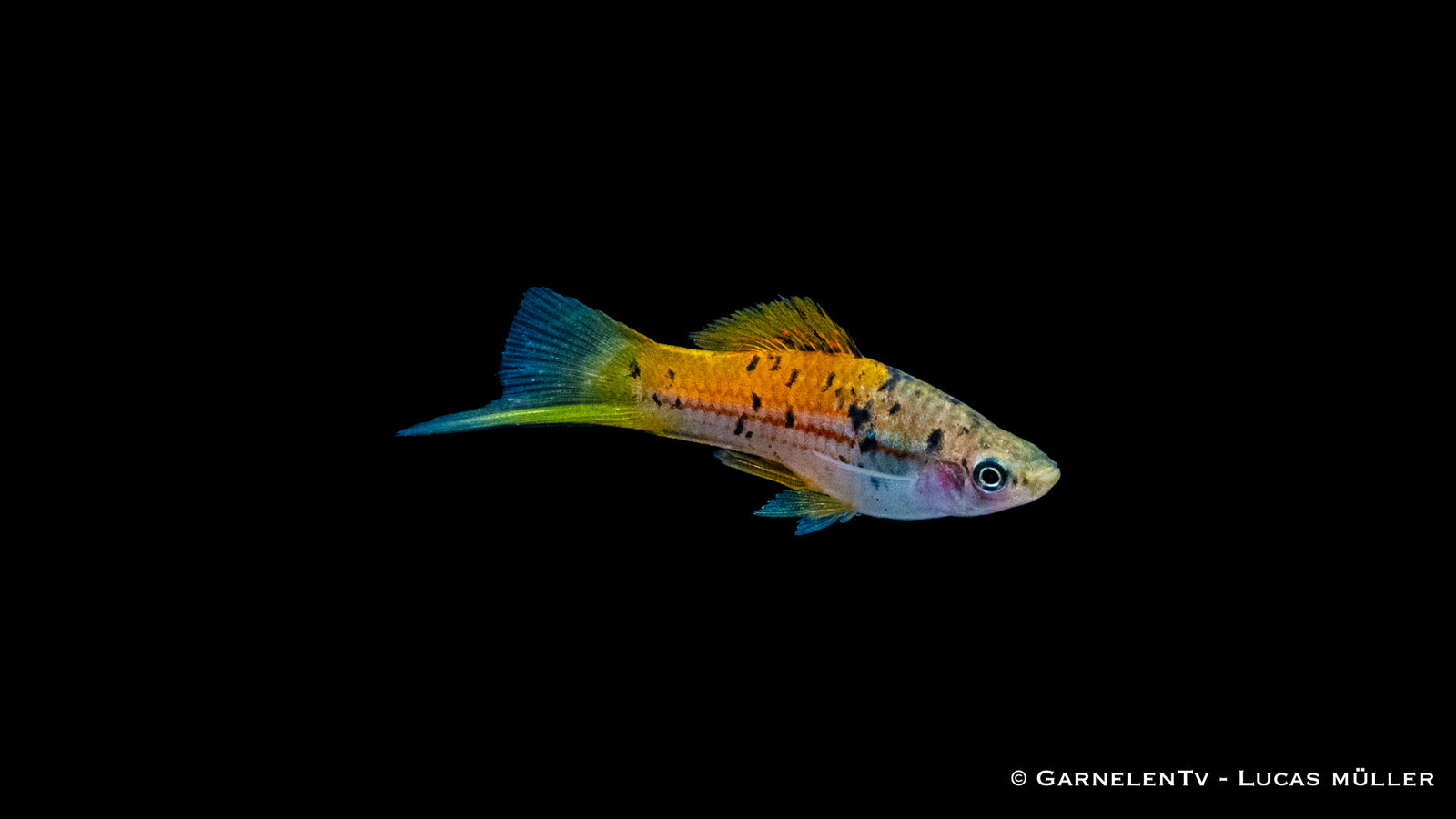 Schwertträger Atoyak (Xiphophorus helleri) im Aquarium