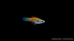 Xiphophorus helleri Atoyak – harmonisch mit anderen Fischen
