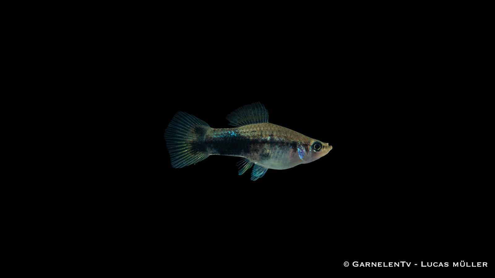 Schwertträger Shiro Utsuri (Xiphophorus helleri) im Aquarium