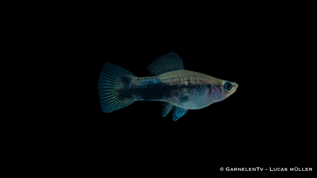 Gruppe von Schwertträgern Shiro Utsuri in einem bepflanzten Aquarium