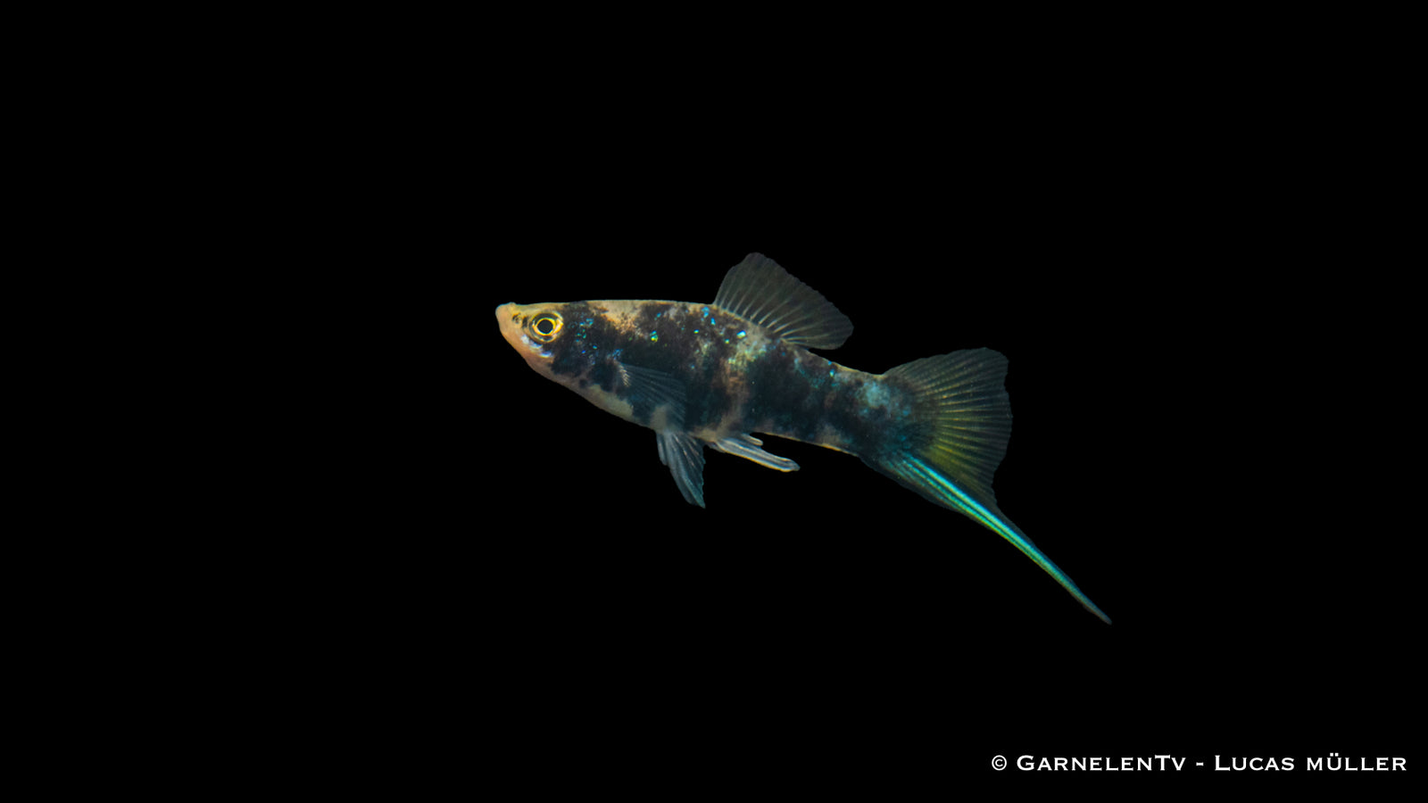 Schwertträger Shiro Utsuri (Xiphophorus helleri) im Aquarium