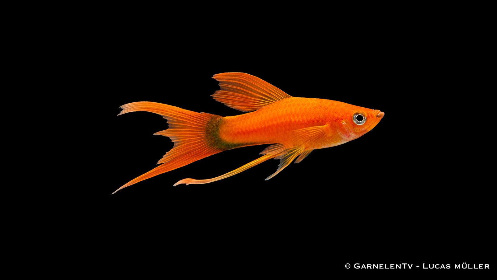 Schwertträger Lyra Xiphophorus helleri mit eleganten, verlängerten Flossen im Aquarium Detailaufnahme