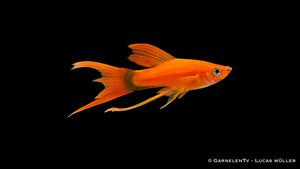 Schwertträger Lyra Xiphophorus helleri mit eleganten, verlängerten Flossen im Aquarium Detailaufnahme