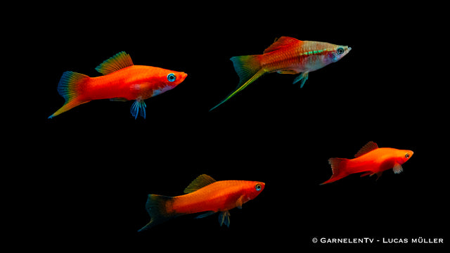 Schwertträger Mix Xiphophorus helleri in einem Aquarium