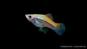 Schwarm von Schwertträgern Neon schwimmend im Becken