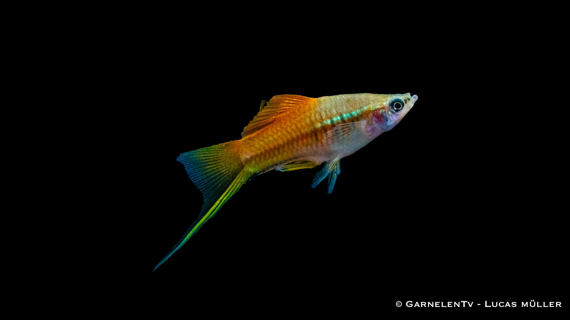 Schwertträger Neon (Xiphophorus helleri) im Aquarium