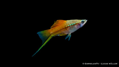 Schwertträger Neon - Xiphophorus helleri