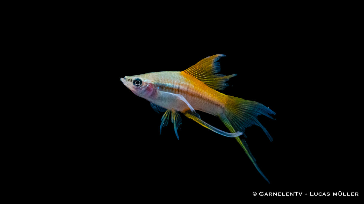Gruppe von Schwertträgern Neon mit anderen friedlichen Fischen