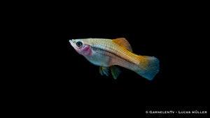 Weiblicher Schwertträger Neon in einem bepflanzten Aquarium